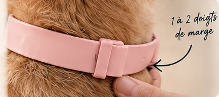 Un collier rose sur un golden retriever : une main glisse un à deux doigts entre le collier et le cou pour contrôler la marge
