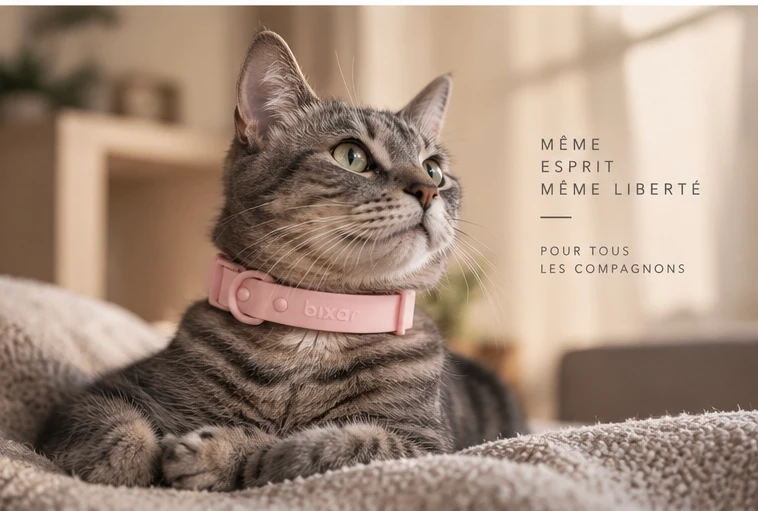 Un chat tigré installé sur un plaid avec un collier Bixar rose. Même esprit, même liberté, pour tous les compagnons.