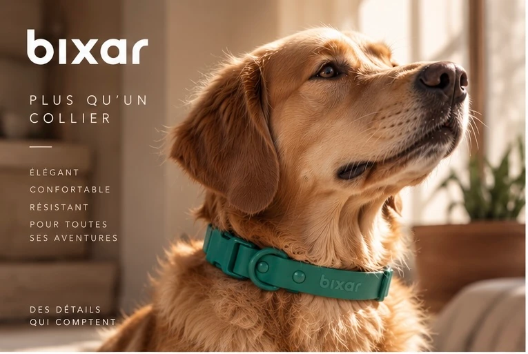 Un golden retriever au salon avec un collier Bixar vert. Plus qu’un collier : élégant, confortable, résistant, pour toutes ses aventures.