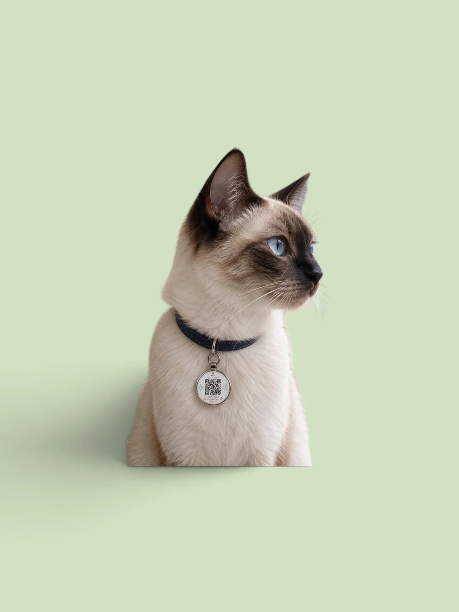 Un chat siamois porte le médaillon Bixar, sur fond vert sauge