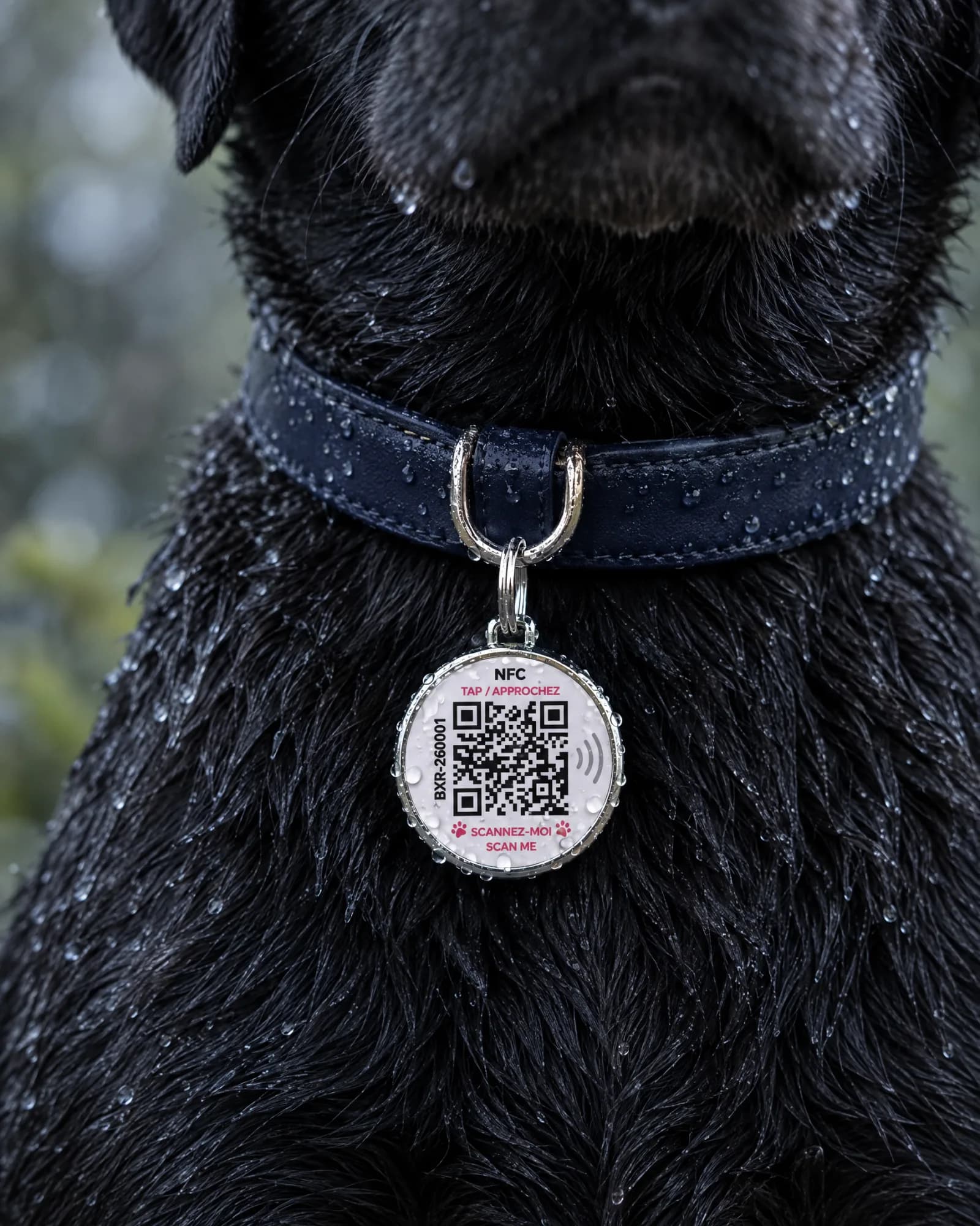 Gros plan du médaillon Bixar sur le collier d’un labrador noir, sous la pluie