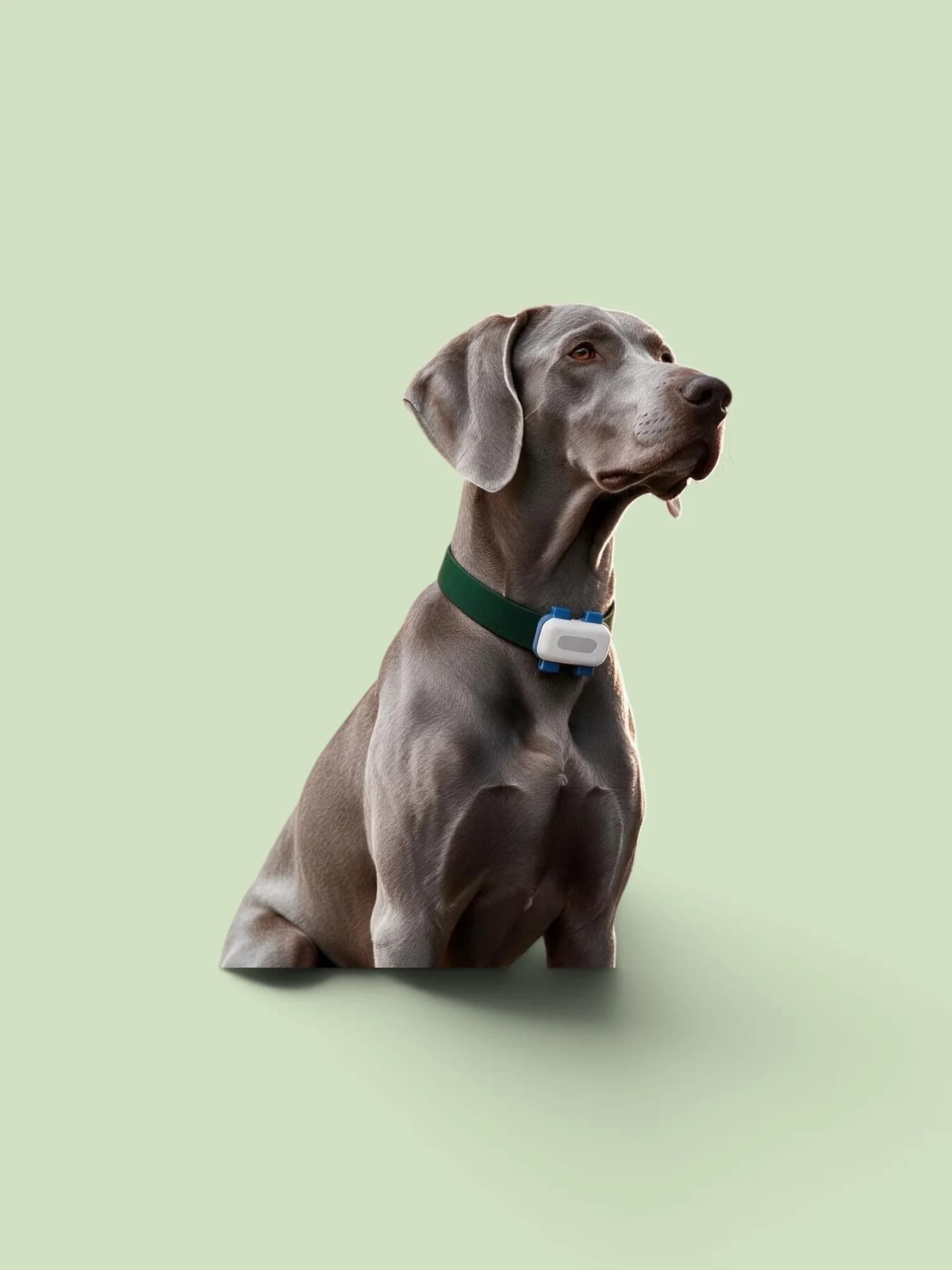 Braque de Weimar assis, traceur GPS Bixar sur son collier vert, fond sauge